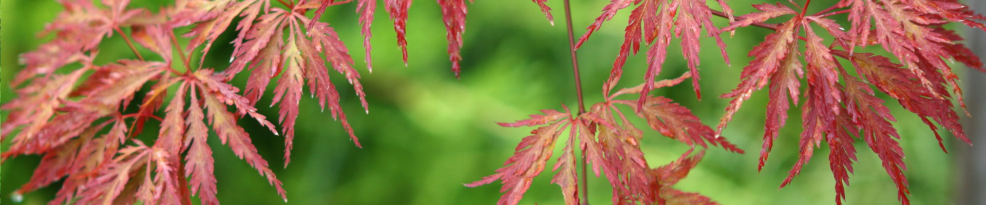 Jager & de With Bestrating